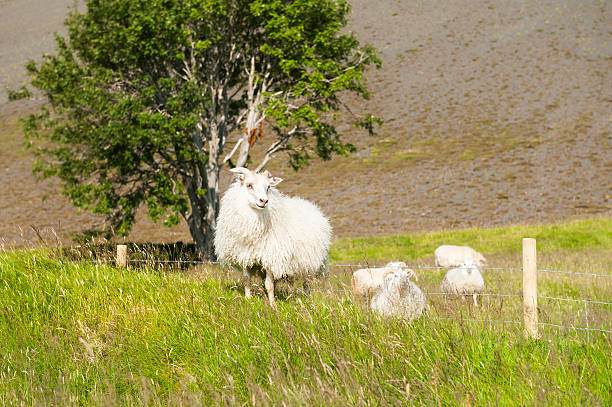 White sheep on the green field. Beautiful summer landscape, rural scene. Southern Iceland
