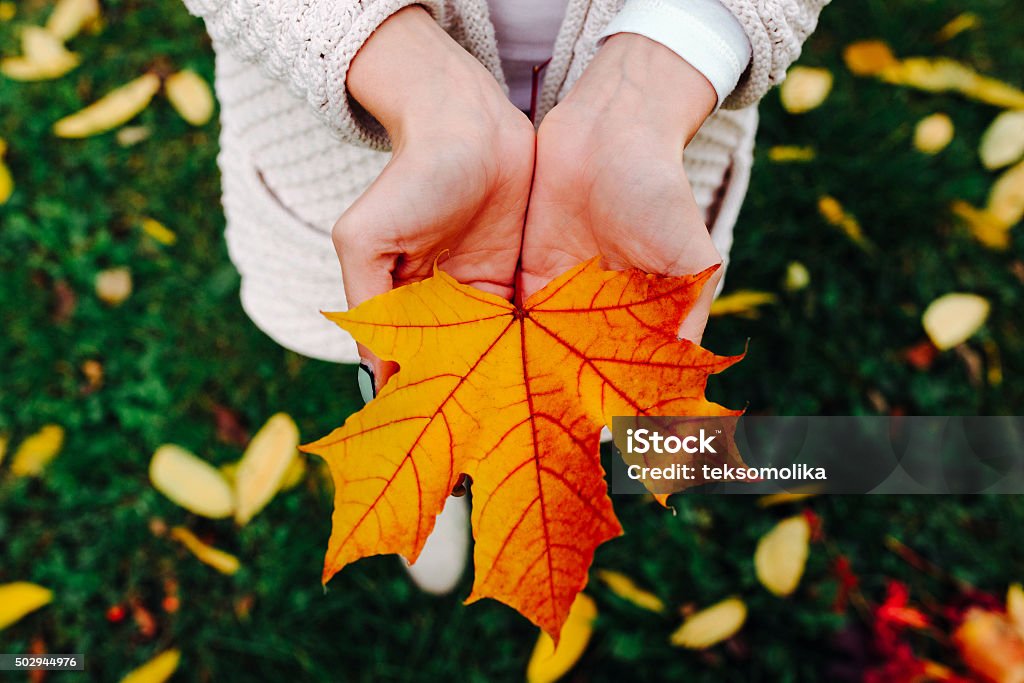 Autumn leaves in girl hands girl holds in hands beautiful autumn leaf Leaf Stock Photo