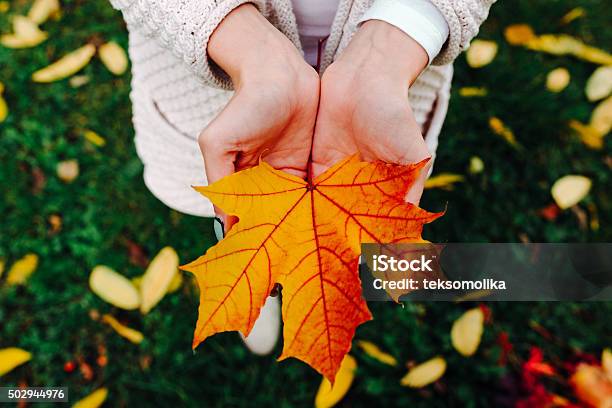 Autumn Leaves In Girl Hands Stock Photo - Download Image Now - Leaf, Holding, Autumn