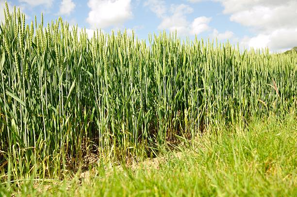 istock Ears of wheat 502944978