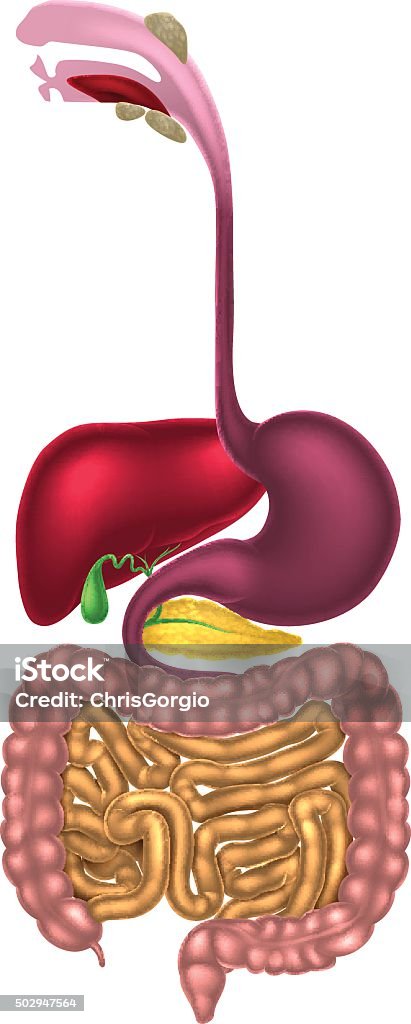 Digestive Tract Alimentary Canal Stock Illustration - Download Image Now - Digestive System, 2015, Abdomen - iStock Digestive Tract Alimentary Canal Stock Illustration - Download Image Now - Digestive System, 2015, Abdomen - iStock