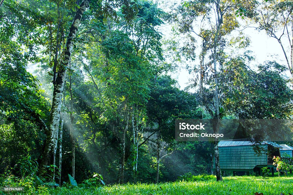 sunbeam shine thru the green forest sunbeam shine thru the green forest in Lahad Datu, Sabah Borneo, Malaysia 2015 Stock Photo