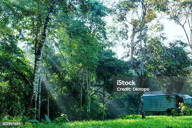 Sunbeam Shine Thru The Green Forest Stock Photo - Download Image Now - 2015, Adventure, Asia