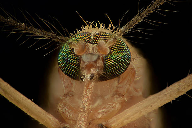 Extreme magnification - Mosquito head, front view stock photo