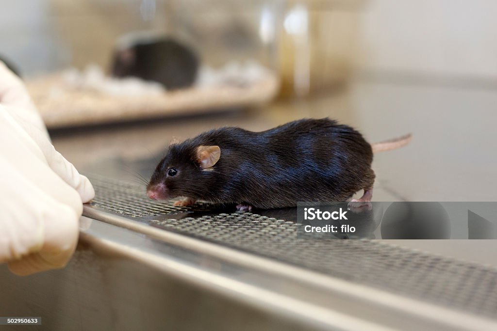 Medical Research Research mouse for medical research. Animal Hospital Stock Photo