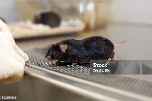 Medical Research Stock Photo - Download Image Now - Animal Hospital, Animal Testing, Clean