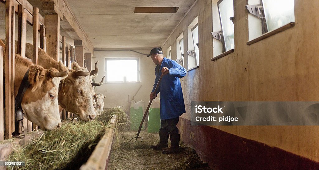 Rolnik Żywienie krów hay w barn - Zbiór zdjęć royalty-free (Siano)