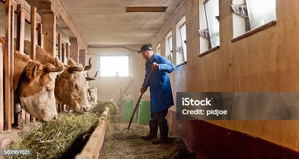 Rolnik Żywienie Krów Hay W Barn - zdjęcia stockowe i więcej obrazów Siano - Siano, Rolnictwo, Krowa