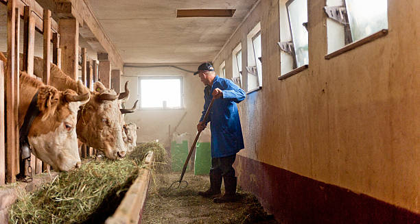 agricultor alimentar as vacas feno com um celeiro - farmer color image photography switzerland - fotografias e filmes do acervo