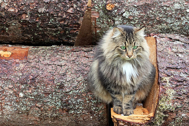 młody norwegian forest cat - gespannt zdjęcia i obrazy z banku zdjęć