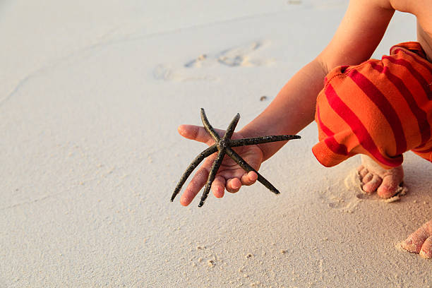 istock starfish in child hands 502952173
