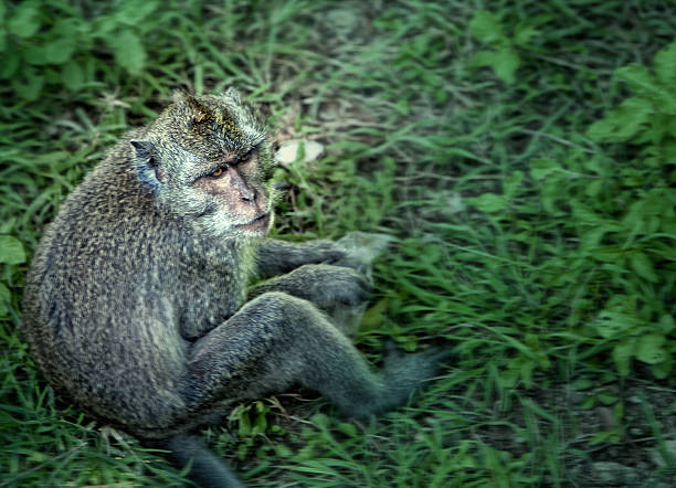 istock Wild monkey sitting, artistic processed and toned photo 502953141