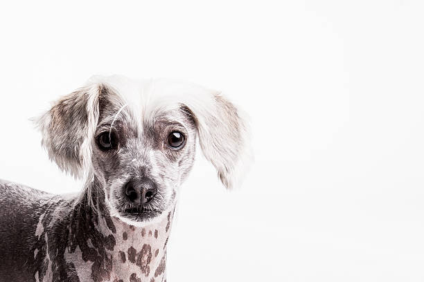 istock Chinese crest dog head shoot portrait on white 502953145