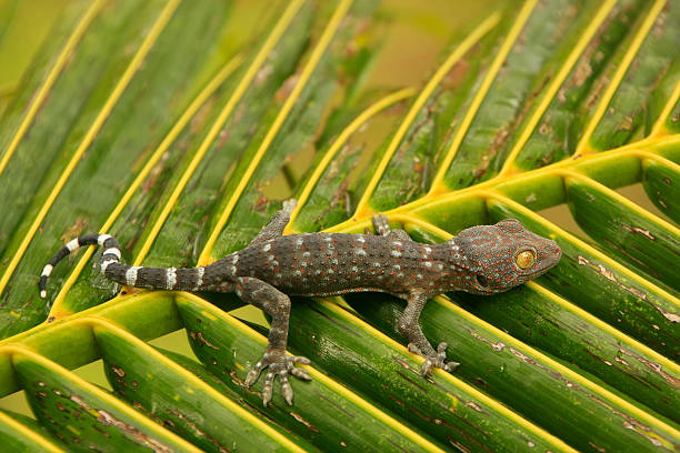 istock Young tokay gecko on a palm tree leaf 502953825