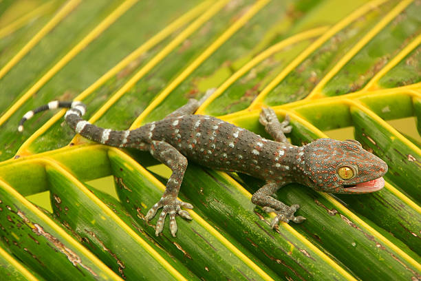 istock Young tokay gecko on a palm tree leaf 502953827