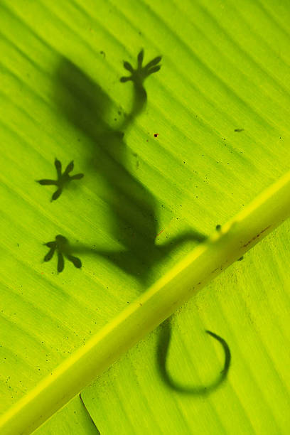 istock Silhouette of tokay gecko on a palm tree leaf 502953831