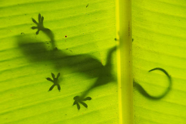 istock Silhouette of tokay gecko on a palm tree leaf 502953833