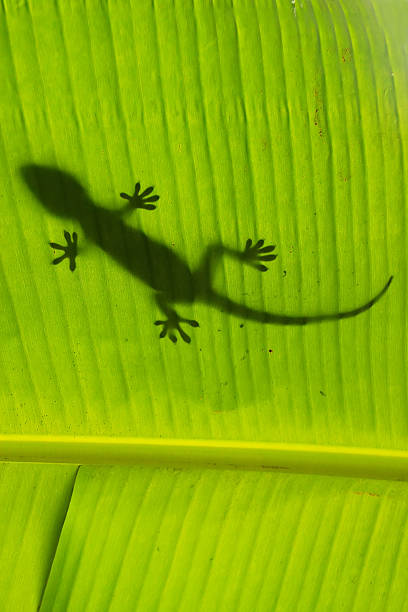 istock Silhouette of tokay gecko on a palm tree leaf 502953835