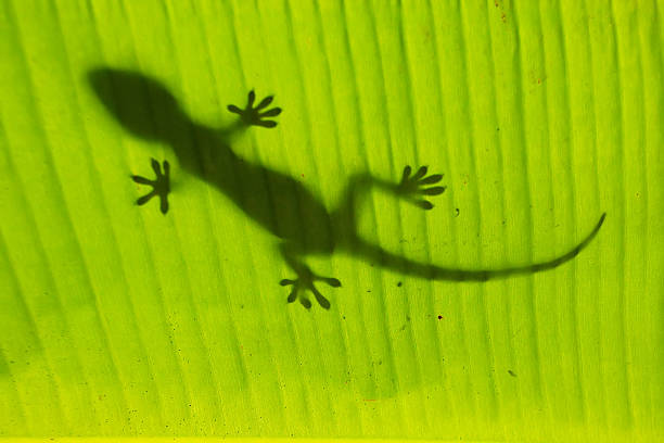 istock Silhouette of tokay gecko on a palm tree leaf 502953837