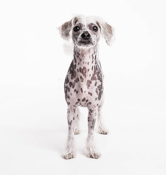 istock Chinese crest dog looking up at camera 502954037