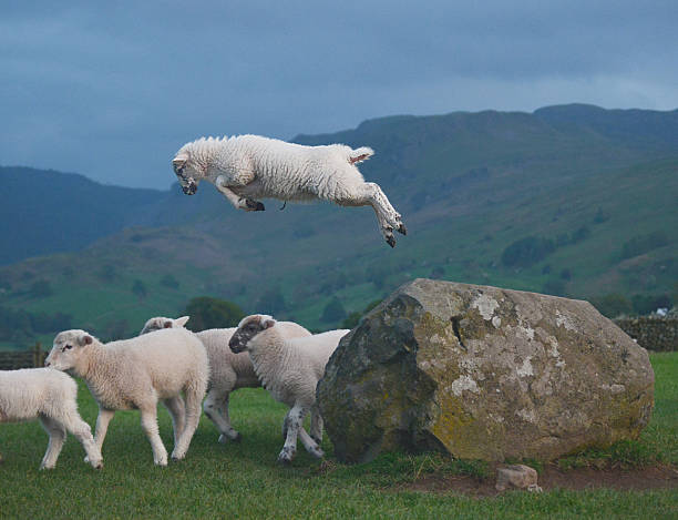 Leaping Lamb leaping lamb english lake district photos stock pictures, royalty-free photos & images