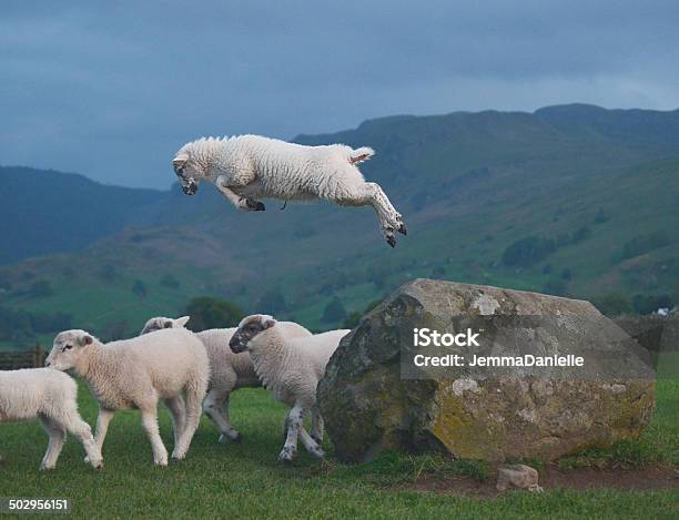 Leaping Lamb Stock Photo - Download Image Now - Sheep, Jumping, Lamb - Animal