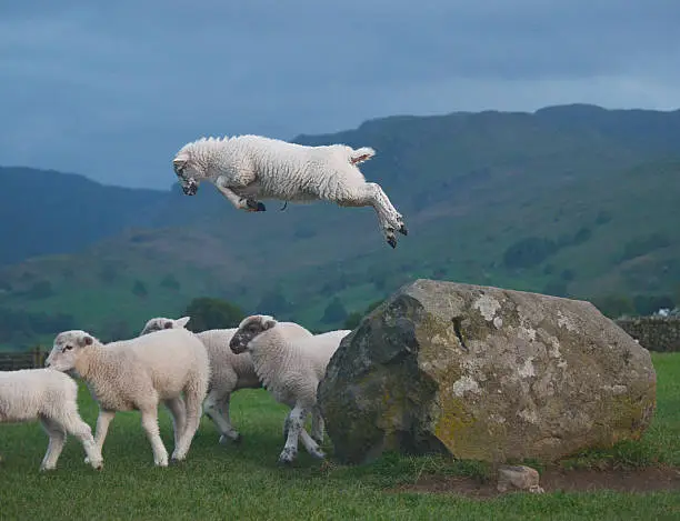 Photo of Leaping Lamb
