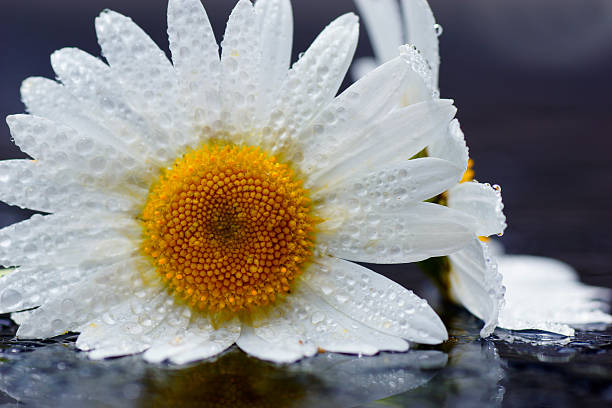 istock Nature concept: wet of two daisies, blue background 502956343