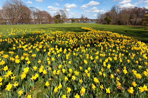 Daffodil garden in the spring. Located at Bayard Cutting Fields Long Island,New York.