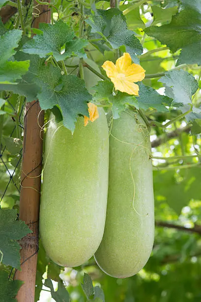 Photo of Wax gourd in a  garden