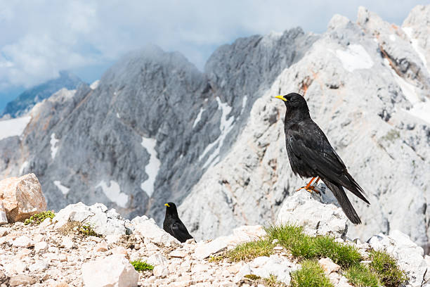 istock Pair of alpine choughs 502958033