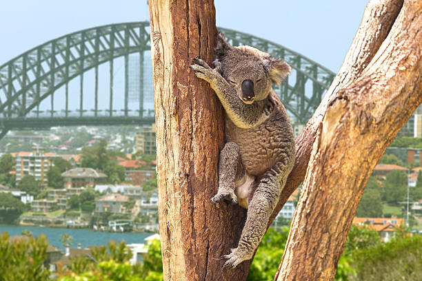 linda koala en sydney, australia - koala fotografías e imágenes de stock