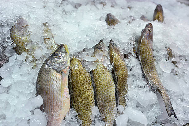Preservation Frozen Sea Fish Preservation and frozen sea fish in the seafood market, Thailand. raw croaker fish stock pictures, royalty-free photos & images