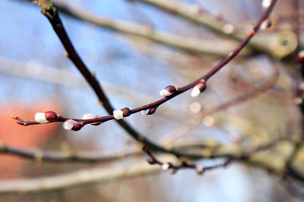 咲き乱れる春の willow 小枝 - aments ストックフォトと画像