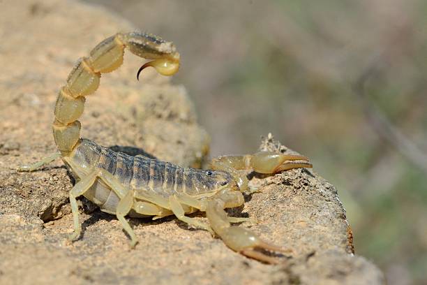istock Common yellow scorpion (Buthus occitanus) in defensive posture in Azerbaijan 502964410