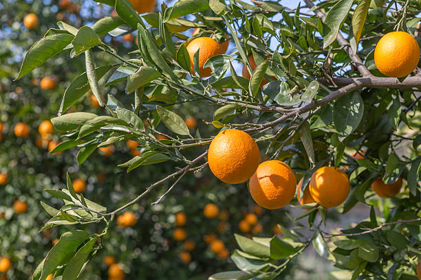 istock Organic oranges, on homegrown orange tree 502965488