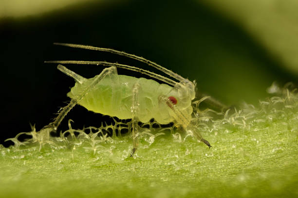 istock Extreme magnification - Green aphids on a plant 502965634