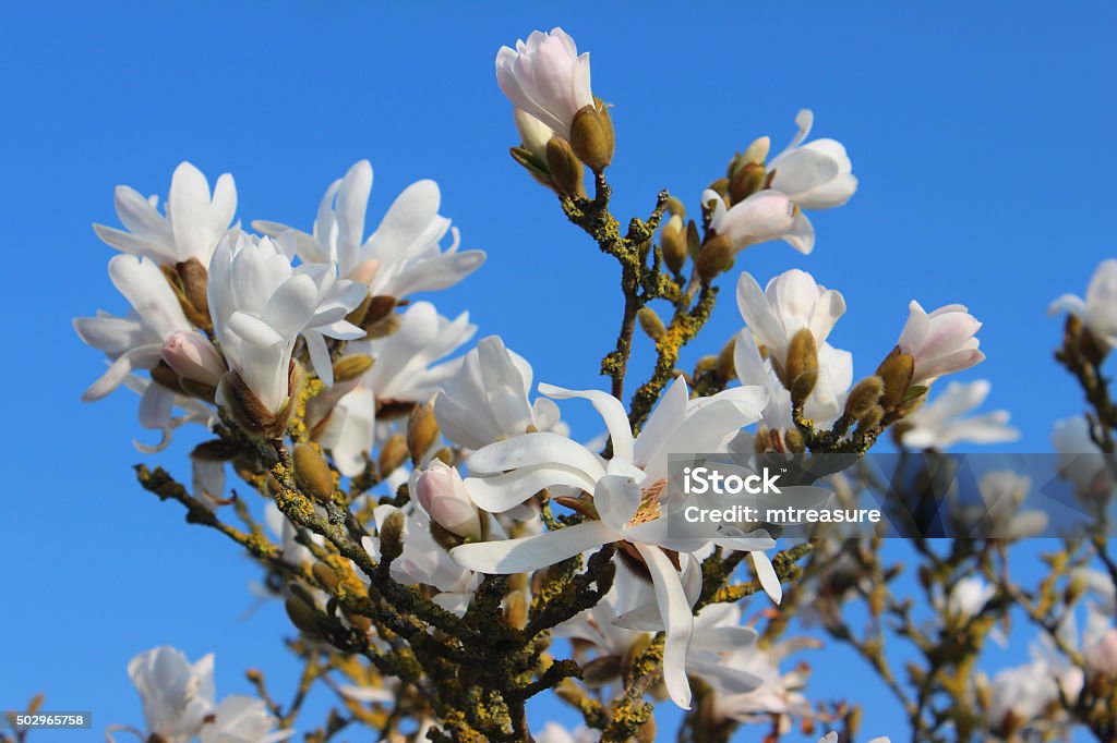 Foto de Imagem Garden De Árvores De Magnólia Stellata Em Forma De Estrela  Branca Nos Galhos Flores e mais fotos de stock de 2015 - iStock