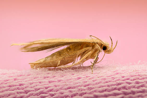 Extreme magnification - Moth on cloth stock photo