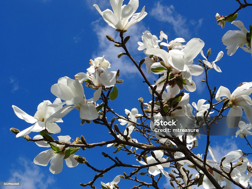 Hình Ảnh Hoa Magnolia Stellata Trắng Cành Cây Hình ảnh Sẵn có ...
