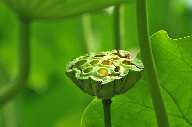 istock Beauty in nature 502966418