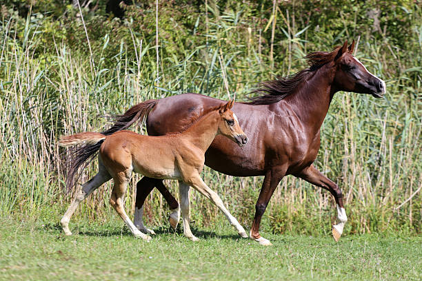 Few weeks old colt with her mothercanter on pasture summertime
