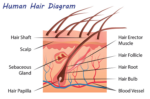 Human Hair Diagram Stock Illustration - Download Image Now - Hair Follicle,  Cross Section, 2015 - iStock