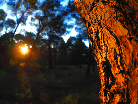 Sunrise at forest with pine trees