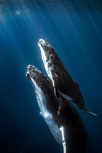 Pantera ballenas y la pantorrilla. photo