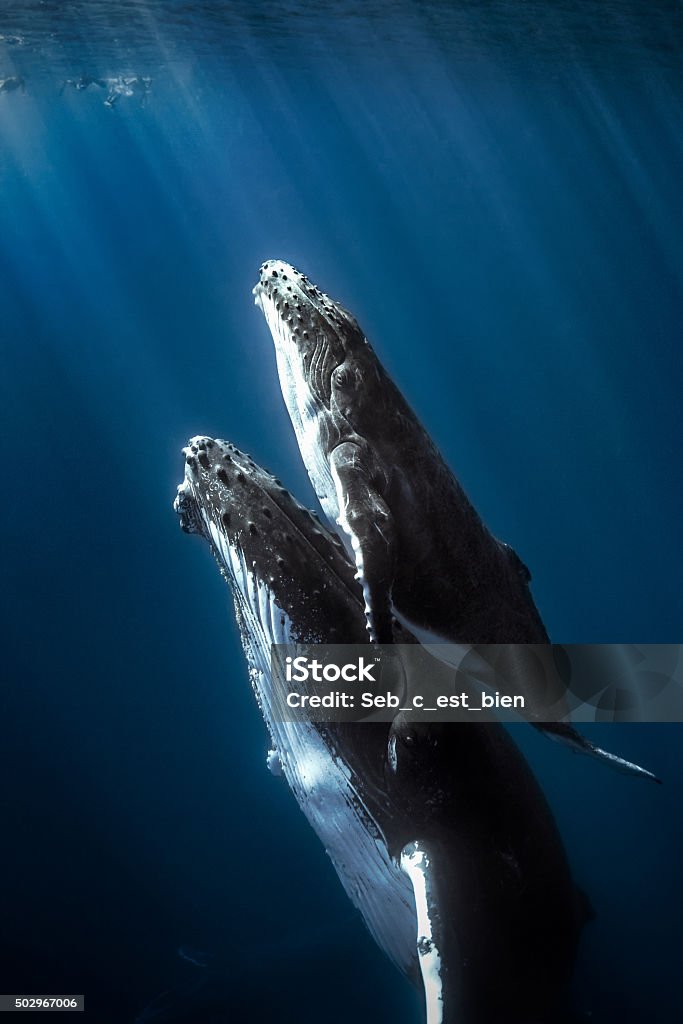 Humpback whales and calf. Calf humpback whale with mom. Whale Stock Photo