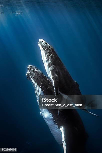 Humpback Whales And Calf Stock Photo - Download Image Now - Whale, Humpback Whale, Sea