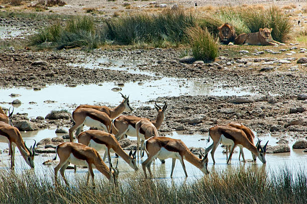 Springboks drinking at Salvadora waterhole, with lions nearby, Etosha National Park, Namibia