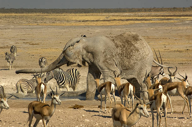 istock Elephant at Newbroni waterhole, Etosha National Park, Namibia 502967320