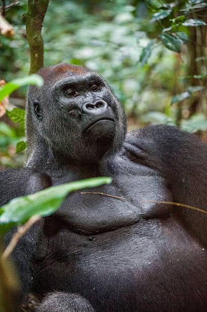 istock Western lowland gorilla in a native habitat. 502967806